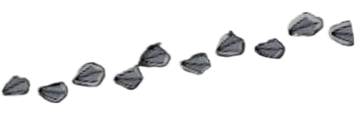duck_feet